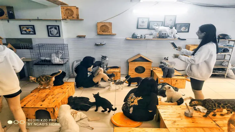 10 quán cafe mèo Hà Nội làm đốn tim giới trẻ thủ đô
