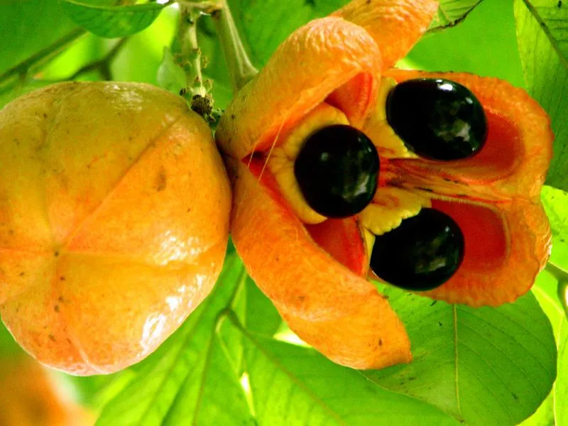 10 trái cây ngon nhất thế giới, có 3 loại người Việt nào cũng đã ăn