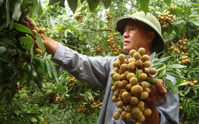 8 cách bảo quản nhãn tươi lâu, cách bảo quản nhãn trong tủ lạnh