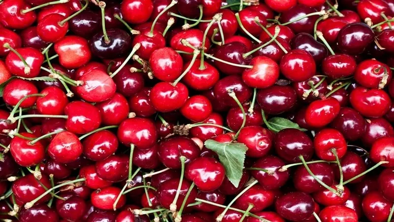 Bảo quản cherry theo những cách sau đảm bảo vẫn tươi ngon như lúc mới mua