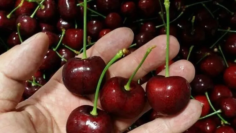 Bảo quản cherry theo những cách sau đảm bảo vẫn tươi ngon như lúc mới mua