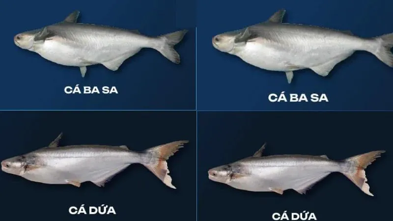 Cá dứa là cá gì? Cách phân biệt cá dứa và cá basa đơn giản