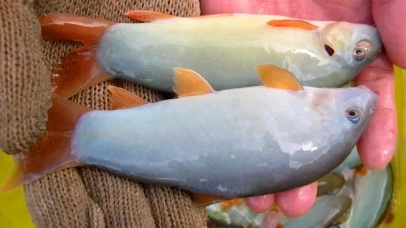 Cá heo miền Tây – đặc sản mùa nước nổi có giá gần triệu đồng/kg