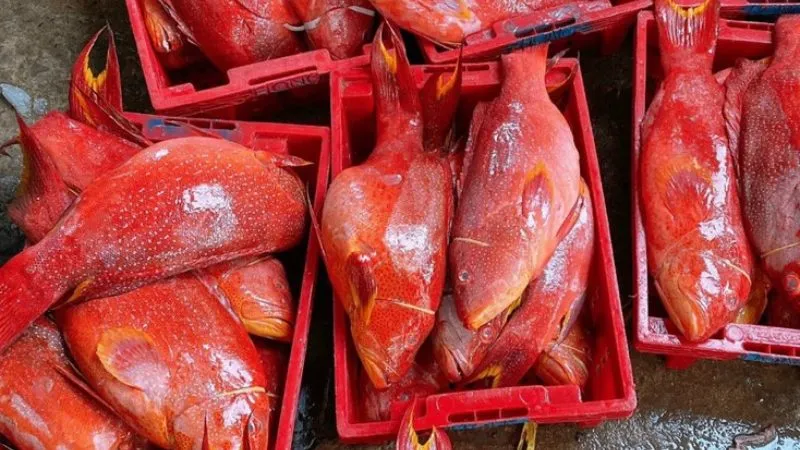 Cá mú đỏ bao nhiêu tiền 1kg? Mua ở đâu? Các món ngon từ cá mú đỏ