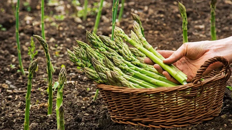 Cách chọn măng tây tươi ngon