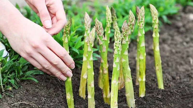 Cách chọn măng tây tươi ngon