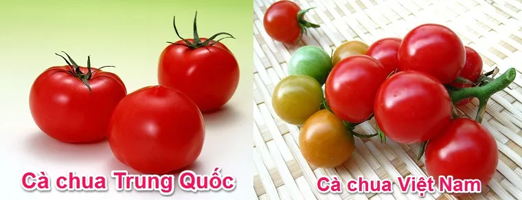 Cách chọn mua cà chua tươi ngon, giàu dinh dưỡng