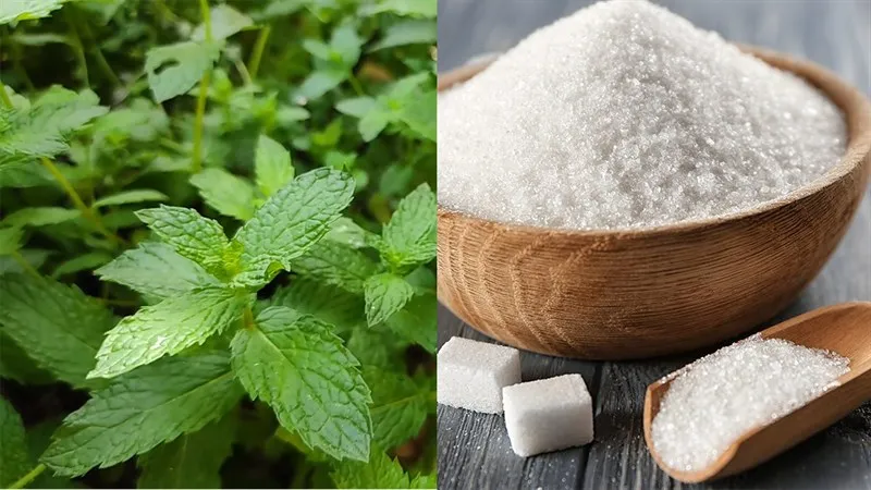 Cách pha soda bạc hà và nước siro bạc hà cực ngon lại thanh mát cơ thể