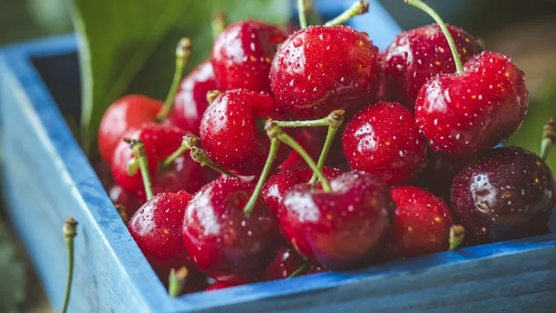 Cách phân biệt Cherry Mỹ và Cherry Trung Quốc chính xác nhất