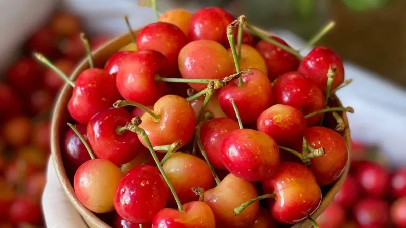 Cách phân biệt Cherry Mỹ và Cherry Trung Quốc chính xác nhất