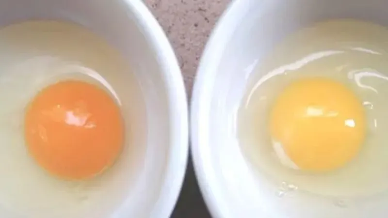 Cách phân biệt trứng gà ta và trứng gà công nghiệp đúng chuẩn không sợ bị lừa