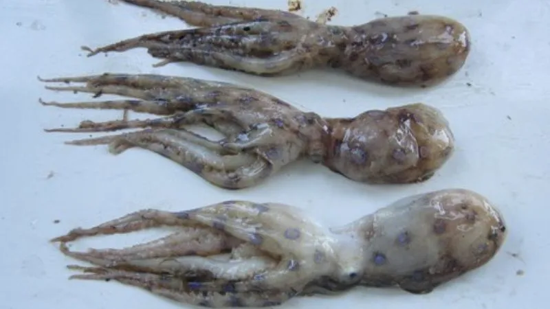 Cảnh báo độc tố gây nguy hiểm sức khỏe từ bạch tuộc đốm xanh