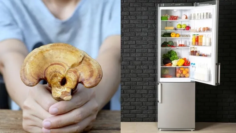 Có nên bảo quản nấm linh chi trong tủ lạnh? 4 cách bảo quản nấm linh chi