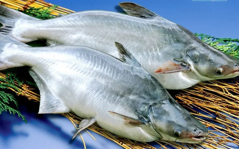 Điểm danh các loại cá da trơn phổ biến ở Việt Nam