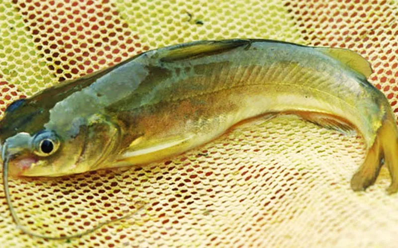 Điểm danh các loại cá da trơn phổ biến ở Việt Nam
