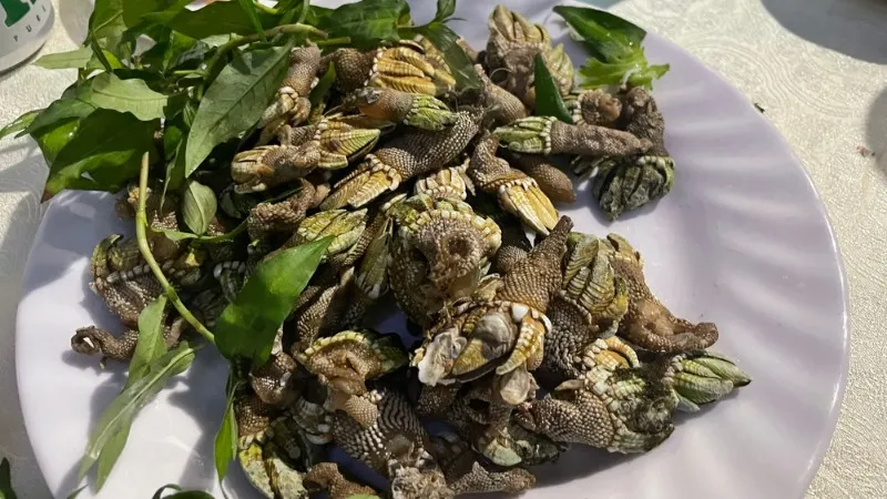 Độc lạ ốc móng rồng, được nhiều sành ăn săn lùng ở Khánh Hòa