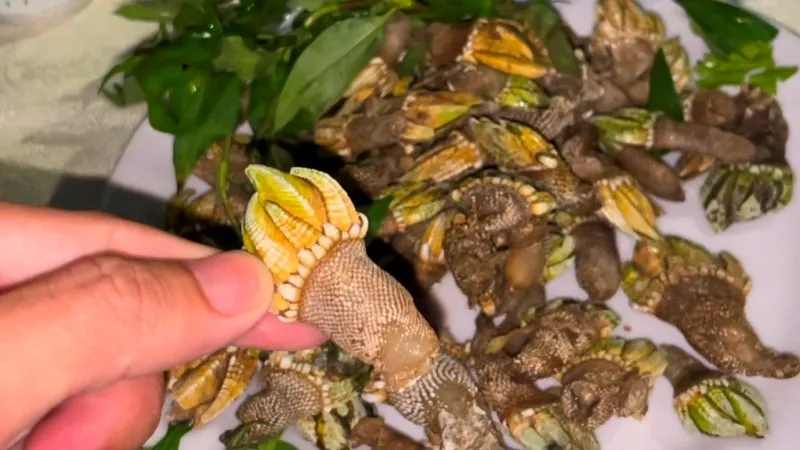 Độc lạ ốc móng rồng, được nhiều sành ăn săn lùng ở Khánh Hòa