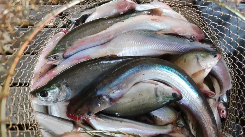 Khám phá loài cá có tên đáng sợ, trước giá rẻ giờ 240.000 đồng/kg vẫn hết hàng