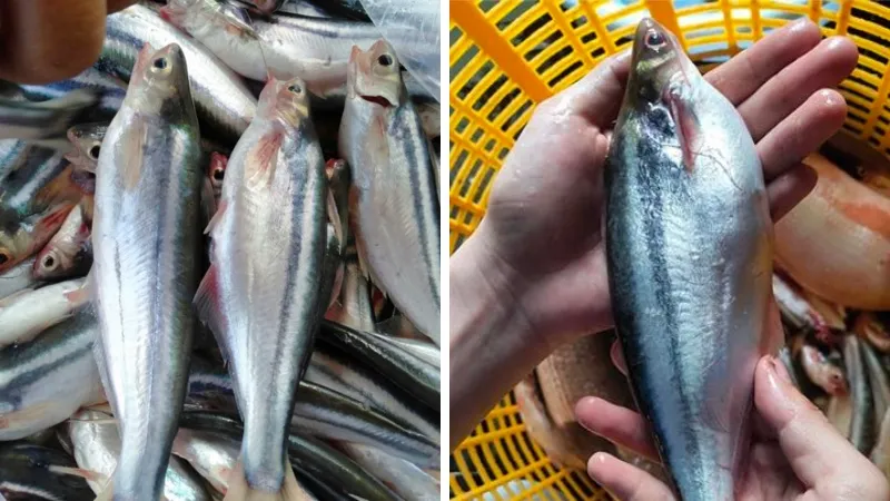 Khám phá loài cá có tên đáng sợ, trước giá rẻ giờ 240.000 đồng/kg vẫn hết hàng