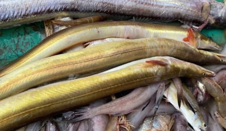 Loài cá đặc sản Phú Yên dài cả mét khiến nhiều người tò mò, giá đắt đỏ
