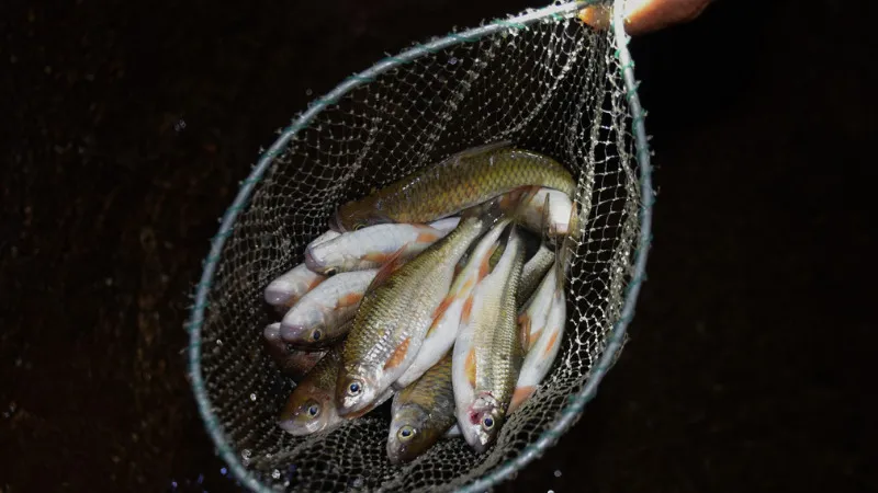 Loài cá đặc sản Quảng Ngãi gần 800.000 đồng/kg mang hương vị núi rừng