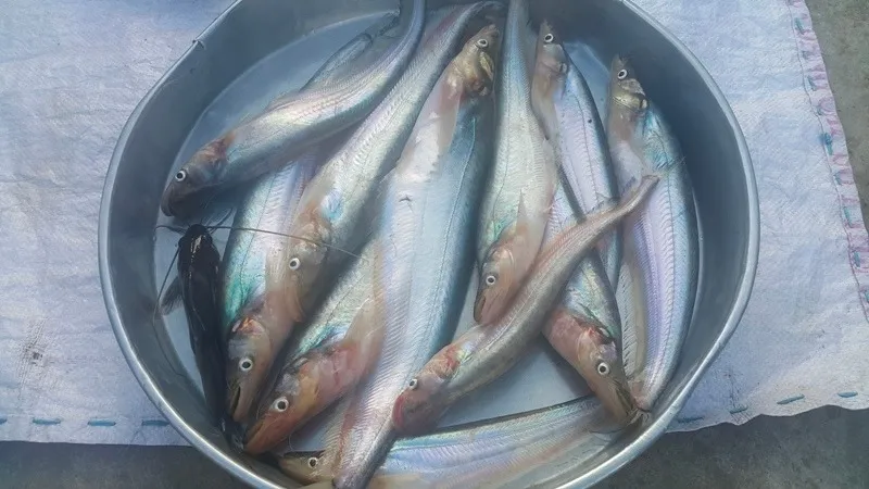 Loài cá đặc sản sông Sở Thượng – Đồng Tháp có giá bán 300.000 đồng/ký
