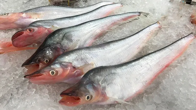 Loài cá đặc sản sông Sở Thượng – Đồng Tháp có giá bán 300.000 đồng/ký