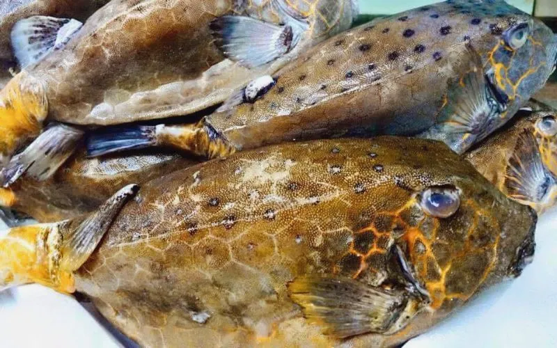 Loại cá đặc sản vùng biển Phú Yên có giá lên đến 2,5 triệu đồng/kg