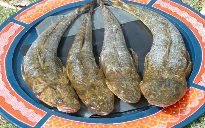 Loài cá vẻ ngoài độc lạ, xưa bán rẻ nay thành đặc sản 250.000 đồng/kg