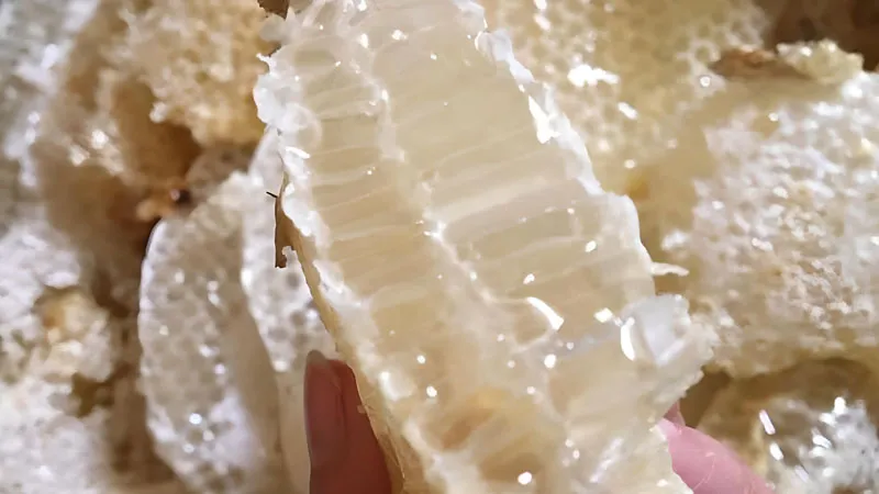 Loại mật ong quý từ Yên Bái trắng như sữa có giá nửa triệu đồng/lít