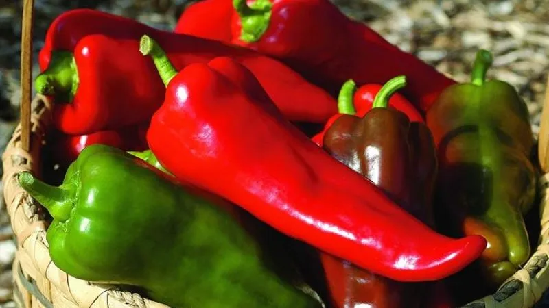 Loại ớt ‘siêu to khổng lồ’ có giá đắt đỏ nhưng vẫn có khách xếp hàng đặt mua
