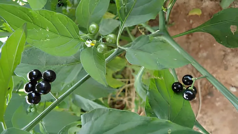 Loại rau mọc hoang chỉ 30.000 đồng/kg ‘cháy’ hàng vì có nhiều lợi ích