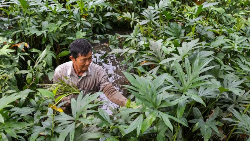 Loại rau mọc hoang thành đặc sản Đông Nam Bộ được nhiều người ưa chuộng