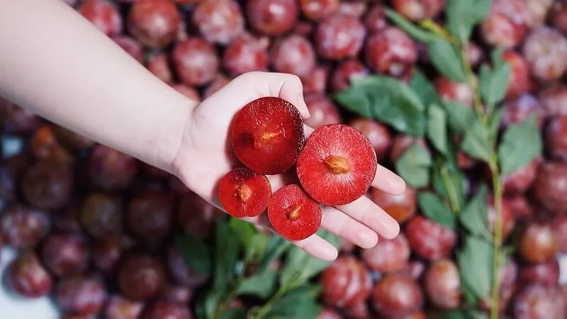 Mận hậu trồng ở đâu? Phân biệt mận hậu với mận Trung Quốc?