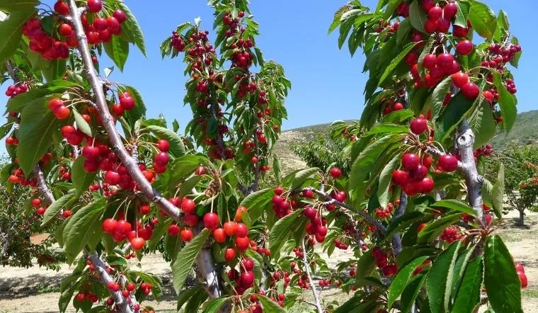 Mùa thu hoạch Cherry vào tháng mấy?