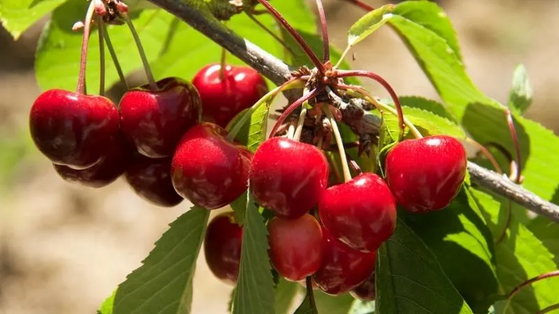 Mùa thu hoạch Cherry vào tháng mấy?