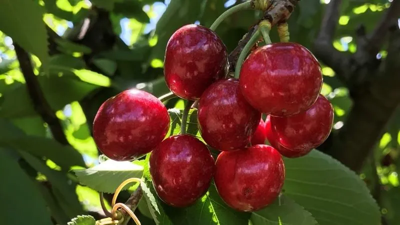 Mùa thu hoạch Cherry vào tháng mấy?