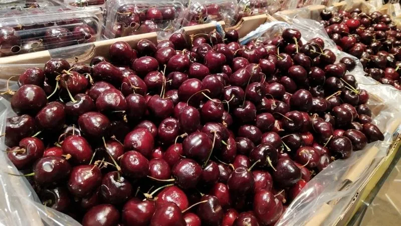 Mùa thu hoạch Cherry vào tháng mấy?