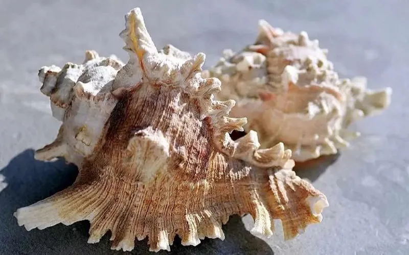 Ốc sư tử – món ốc đặc sản vùng biển Cô Tô khiến nhiều thực khách ấn tượng