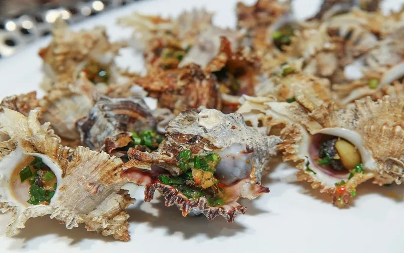 Ốc sư tử – món ốc đặc sản vùng biển Cô Tô khiến nhiều thực khách ấn tượng