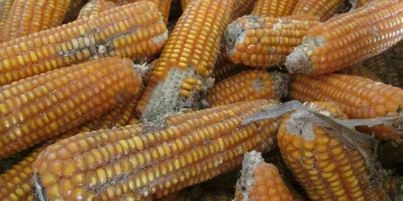 Ớt khô nhiễm Aflatoxin, bạn đã biết?