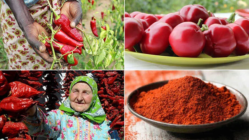 Paprika là gì? 5 lợi ích từ nét đặc trưng ẩm thực Hungary