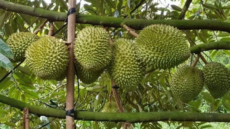 Sầu riêng musang king là gì? Cách chọn sầu riêng musang king ngon