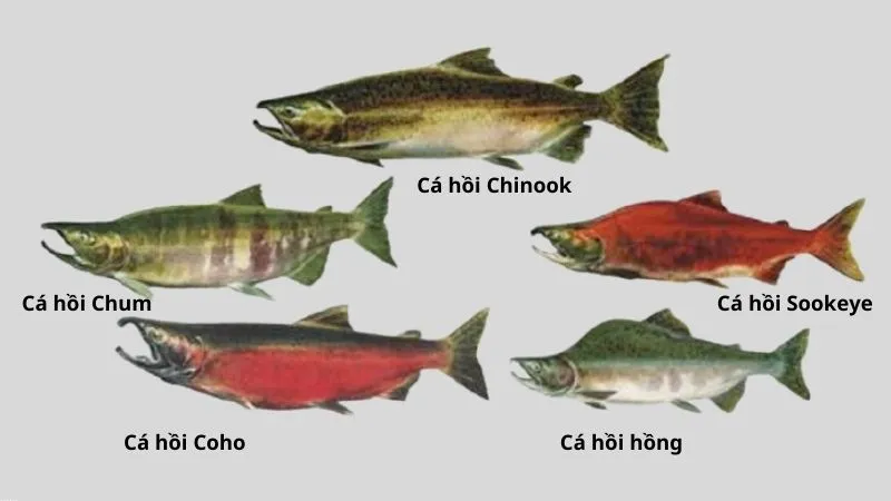 Thông tin về cá hồi và những cách chế biến cá hồi ngon dễ làm