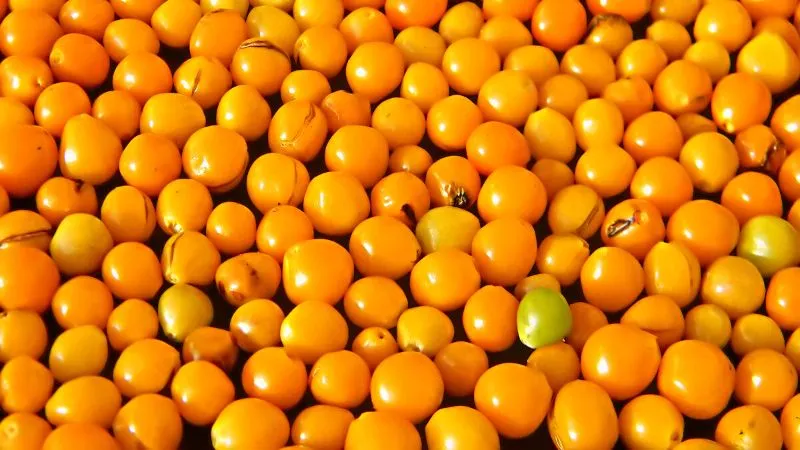 Tìm hiểu loại quả gia vị đắt đỏ nhất thế giới được trồng nhiều ở Việt Nam
