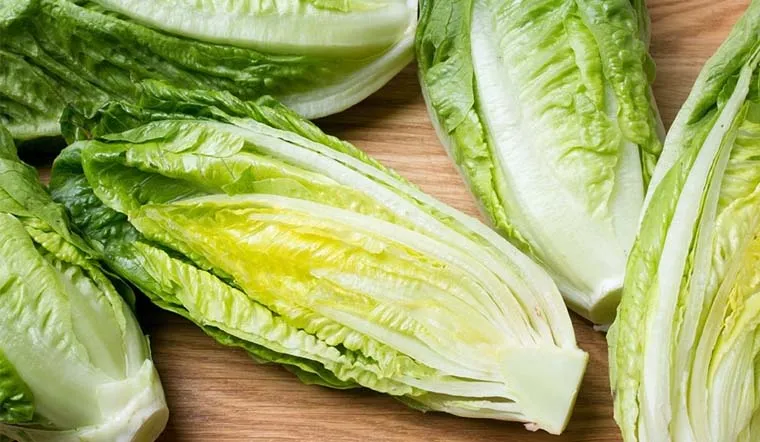 Xà lách Romaine là gì? Tác dụng tuyệt vời của xà lách Romaine