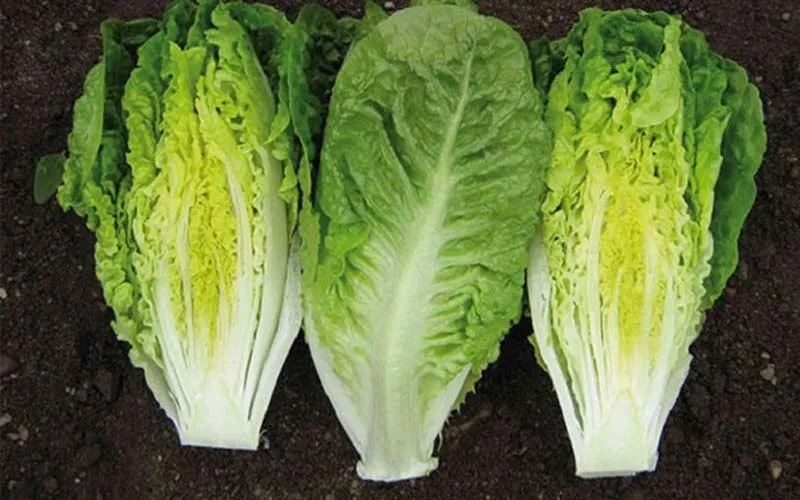 Xà lách Romaine là gì? Tác dụng tuyệt vời của xà lách Romaine